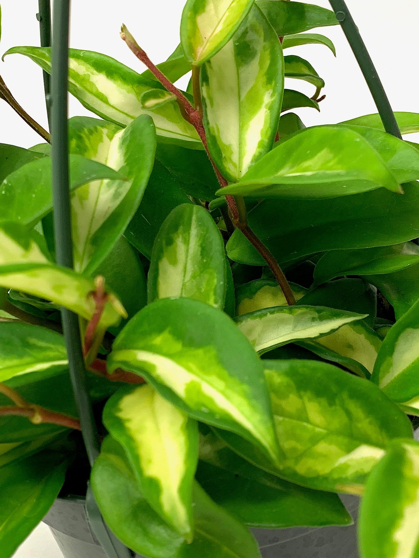 Hoya Krimson Princess, Hoya Carnosa Vareiagata, Live Hoya Plant, Live Arriaval Guarantee! (4" Pot with 2 or More Plants)