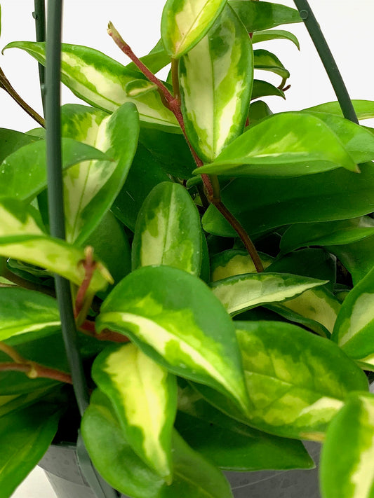 Hoya Krimson Princess, Hoya Carnosa Vareiagata, Live Hoya Plant, Live Arriaval Guarantee! (4" Pot with 2 or More Plants)