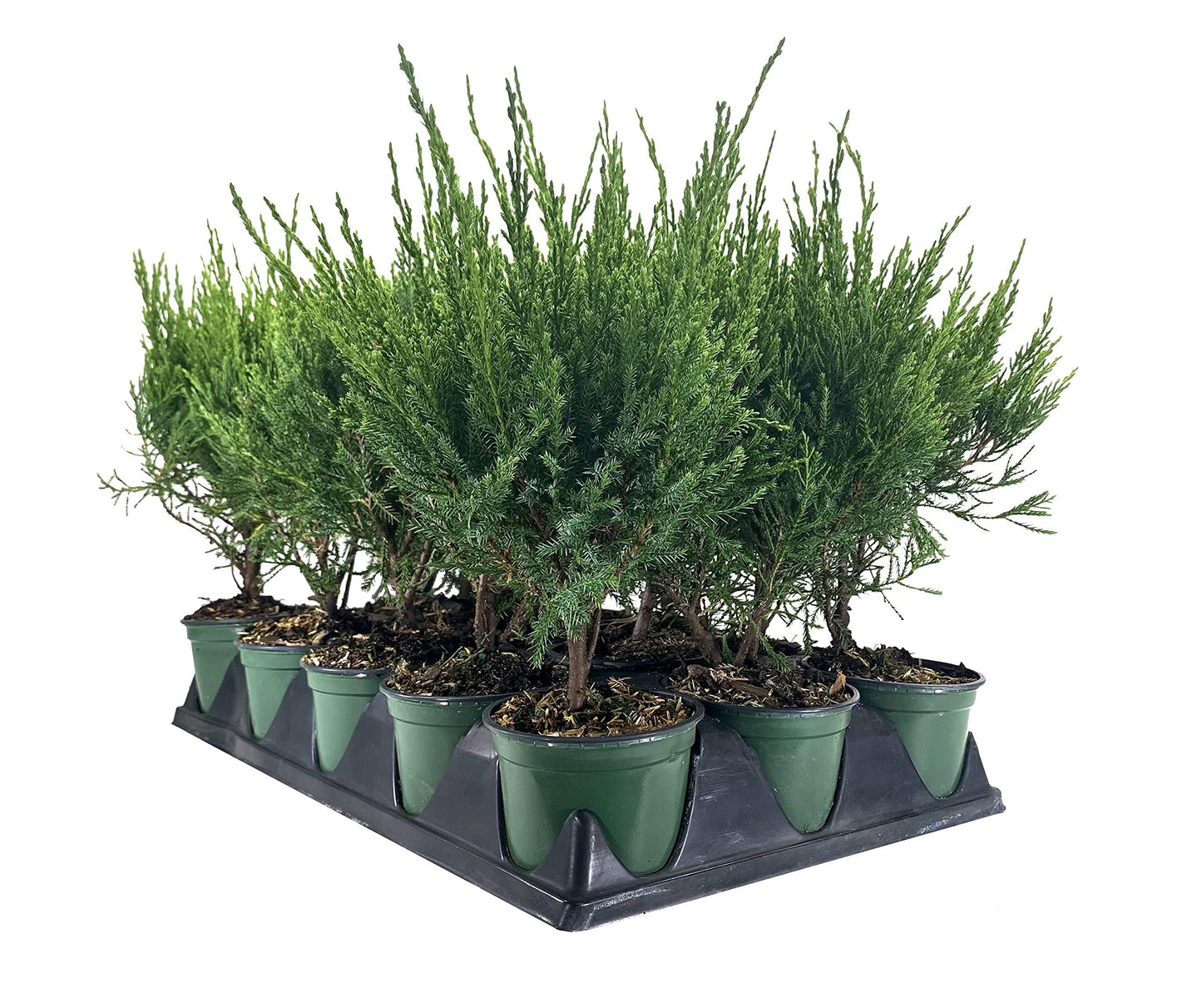 Sea Green Juniper - 1 Live 4 Inch Pot - Juniperus Chinensis - Drought Tolerant Cold Hardy Evergreen Border Screening Plant