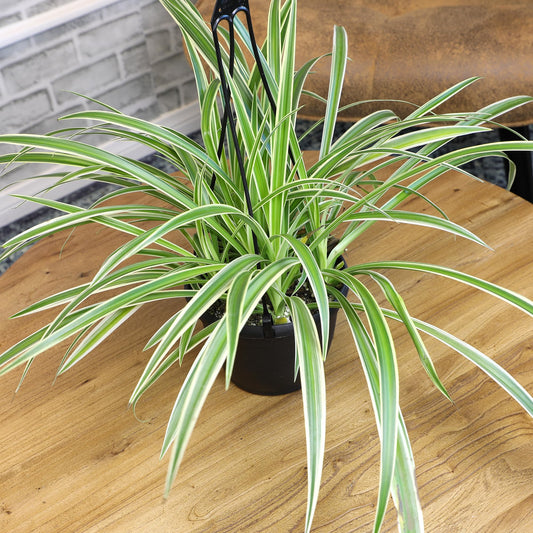 Live Spider Plant in 6" Hanging Basket with Detachable Hook, Pet Friendly Houseplant for Home or Office, Unique Seasonal Varieties, Real Easy to Grow Houseplants by Plants for Pets