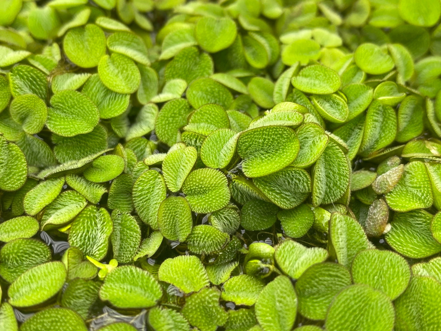 Salvinia Minima 50 + Leaves Live Floating Pond Aquarium Plant Freshwater Tanks Ponds Aquascapes Water Gardens Natural Water Filtration Purifier Easy Care Fast Growing Natural Shade Cover Betta Shrimp