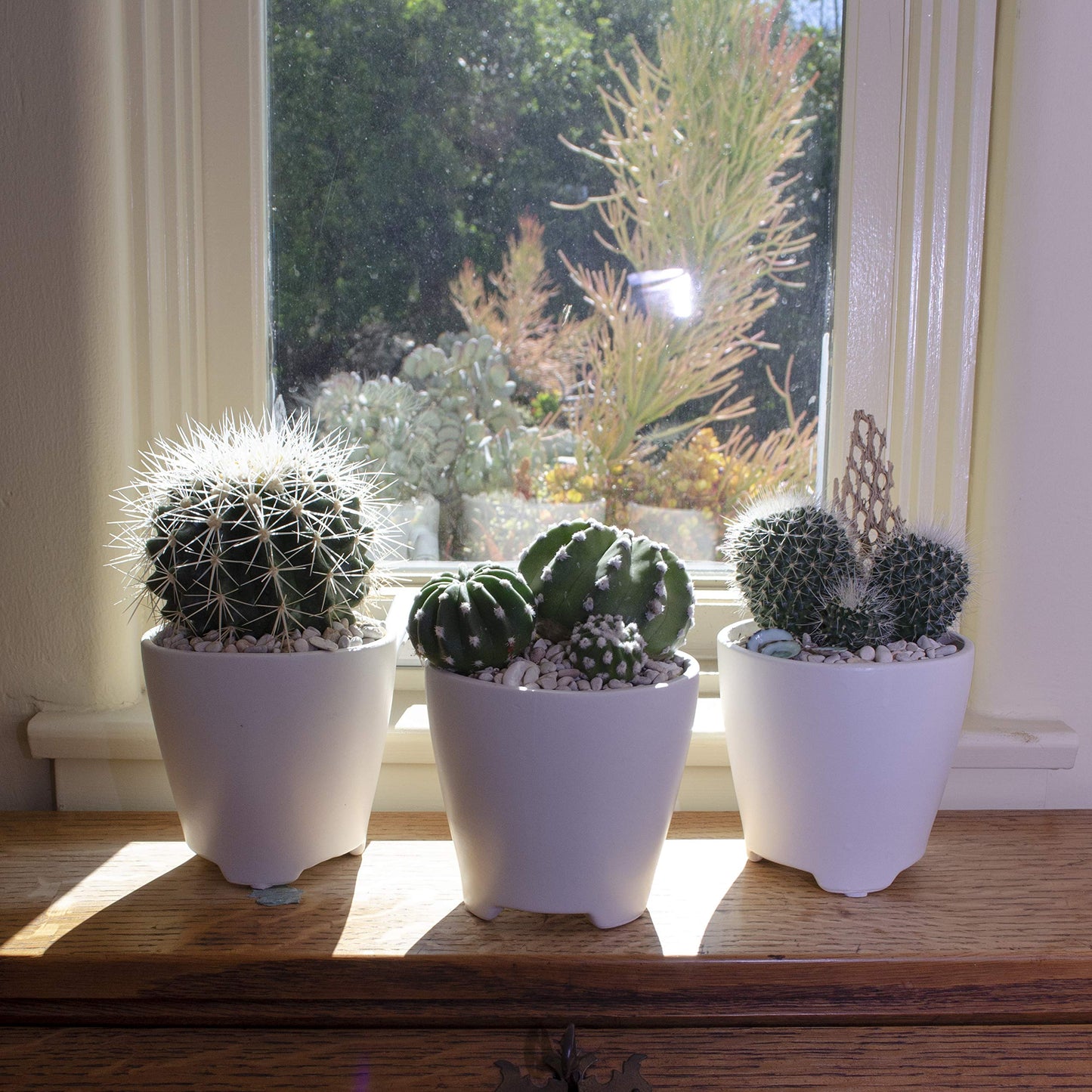 Altman Plants, Assorted Cactus Plants Live Succulents (6 Pack), Live Cactus Plant Lover Gifts, Cacti Succulents Plants Live Houseplants, Succulent Indoor Plants Live Plants in Cactus Soil Potting Mix