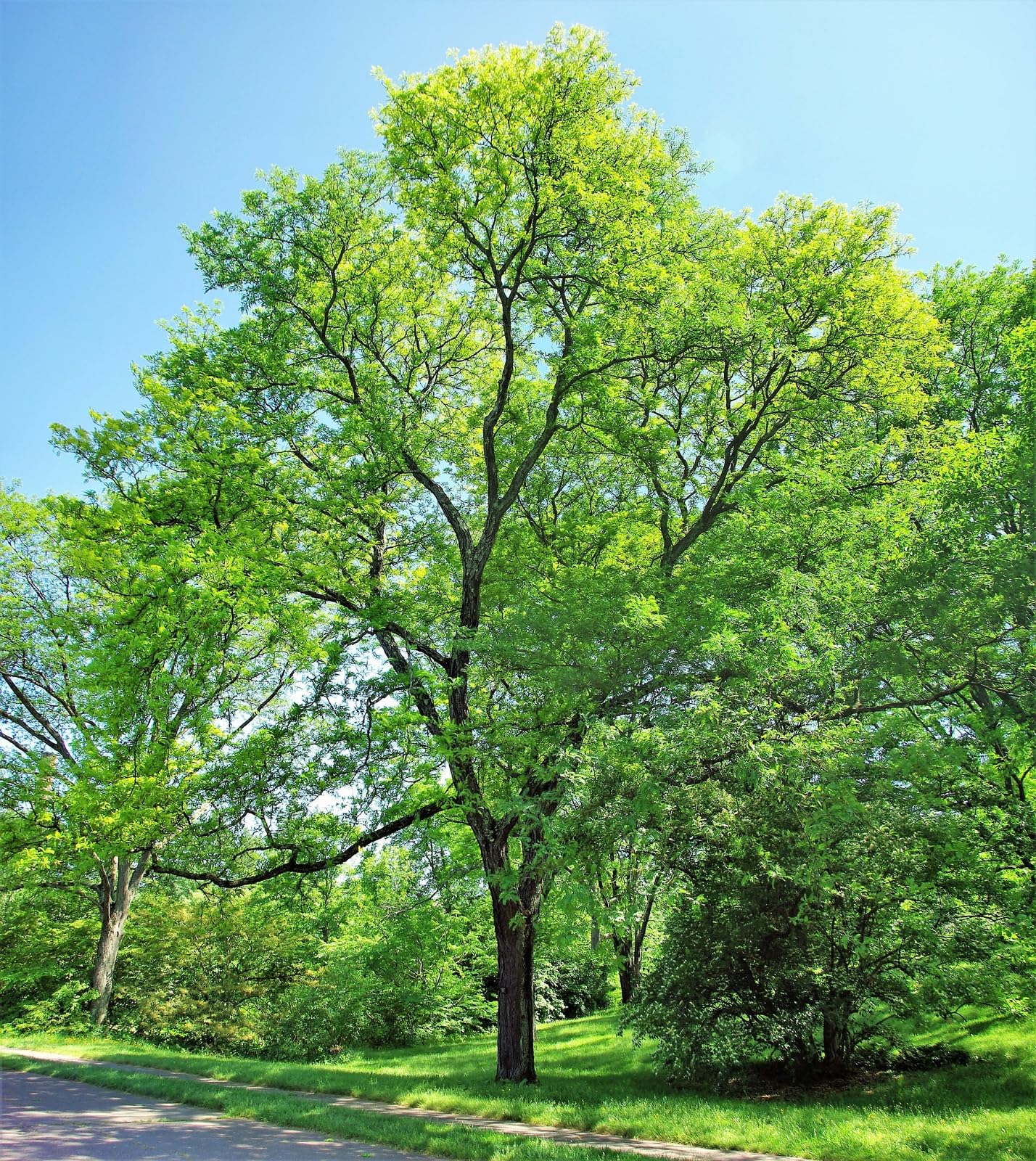 Live Plant - Thornless Honey Locust Tree - 18-24" Tall Live Plant - Bare Root - Outdoor