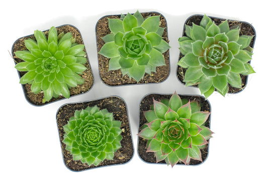 Succulent Plants | 5 Sempervivum Succulents | Rooted in Planter Pots with Soil | Real Live Indoor Plants | Gifts or Room Decor by Plants for Pets