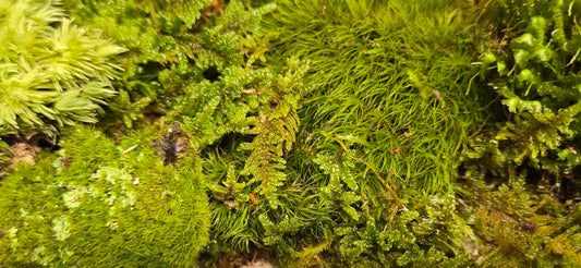 1 Square Foot Tin Roof Treasure Live Moss Assortment
