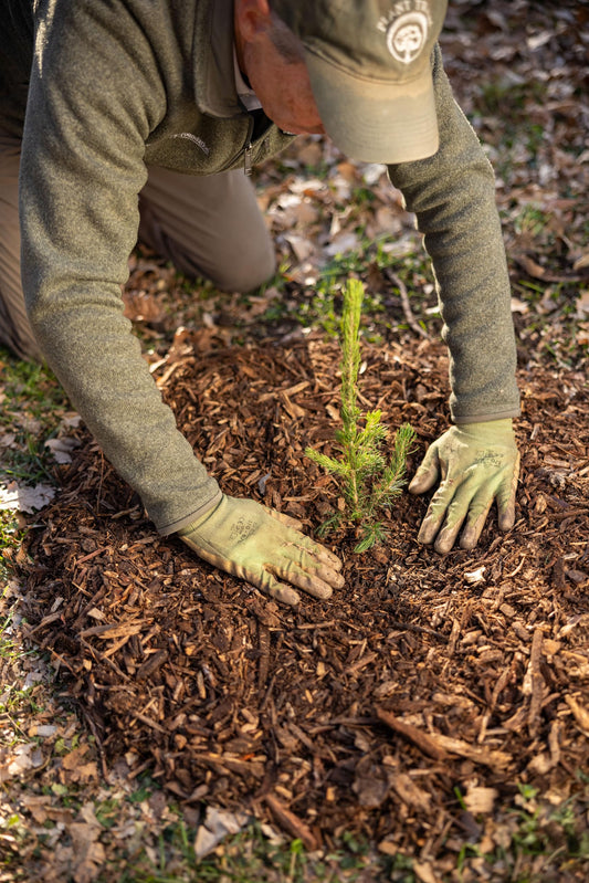 Norway Spruce Jumbo Tree Seedling Plug | 12"-18" | Arbor Day Foundation (1-Pack)