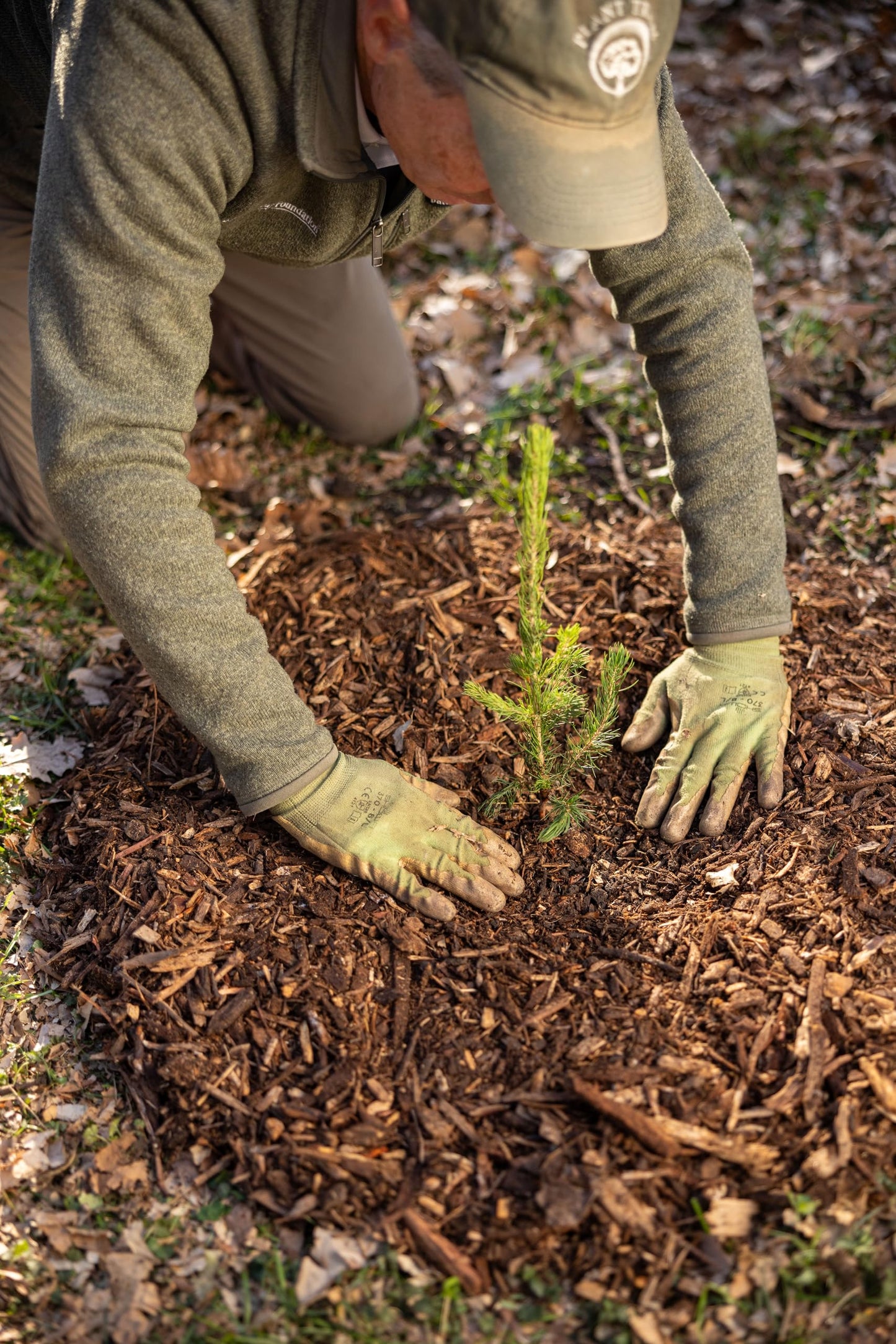 Norway Spruce Tree Seedling Plugs | 6"-12" | Arbor Day Foundation (5-Pack)