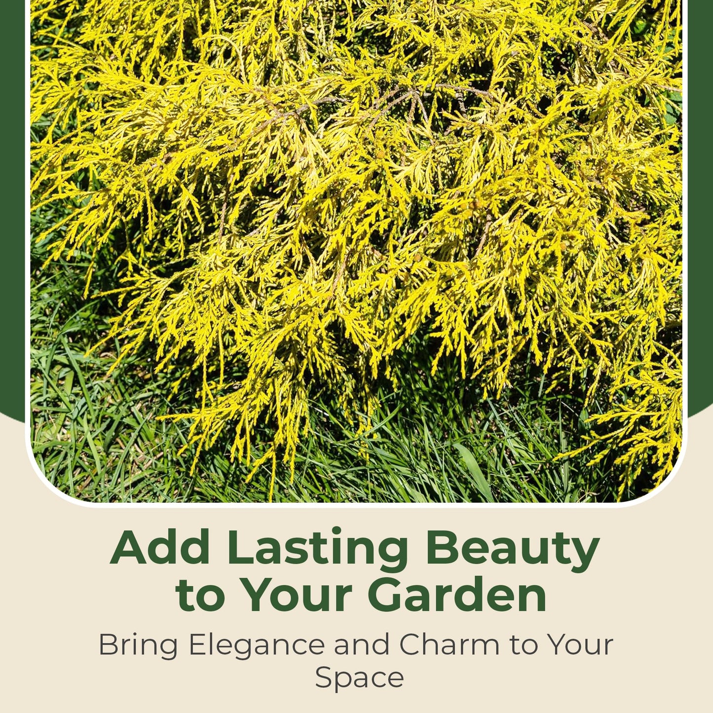 Gold Mop Cypress Shrub - Low Maintenance Plant - Grows Upto 5' x 5' - Thrives in Full Sun in 3 Gal Grower Pot - Golden Evergreen Plant for Landscaping, Sidewalks & Driveways
