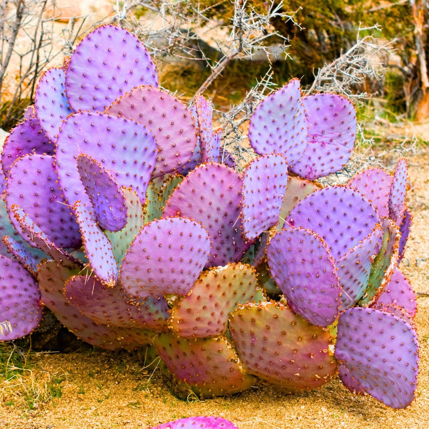 Purple Prickly Pear Cactus Plant Live, Cactus Succulent for Home Decor 6–8 Inch Tall, Cold Hardy, Indoor Outdoor Planting