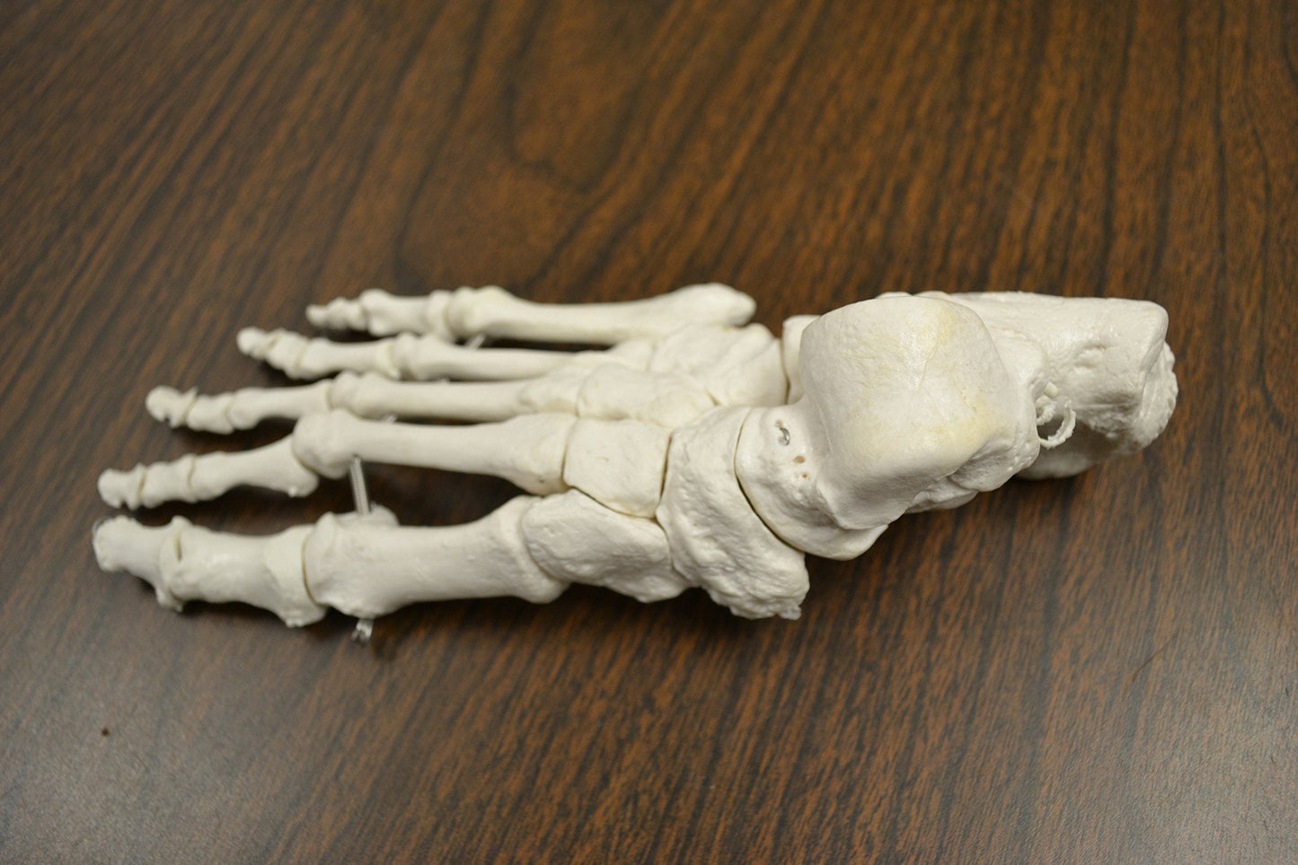 hBARSCI Disarticulated Human Skeleton Model for Anatomy, Life Size 62" High - Medical Quality, 200+ Skeletal Bones - 3 Part Skull with Movable Jaw, Articulated Hand & Foot