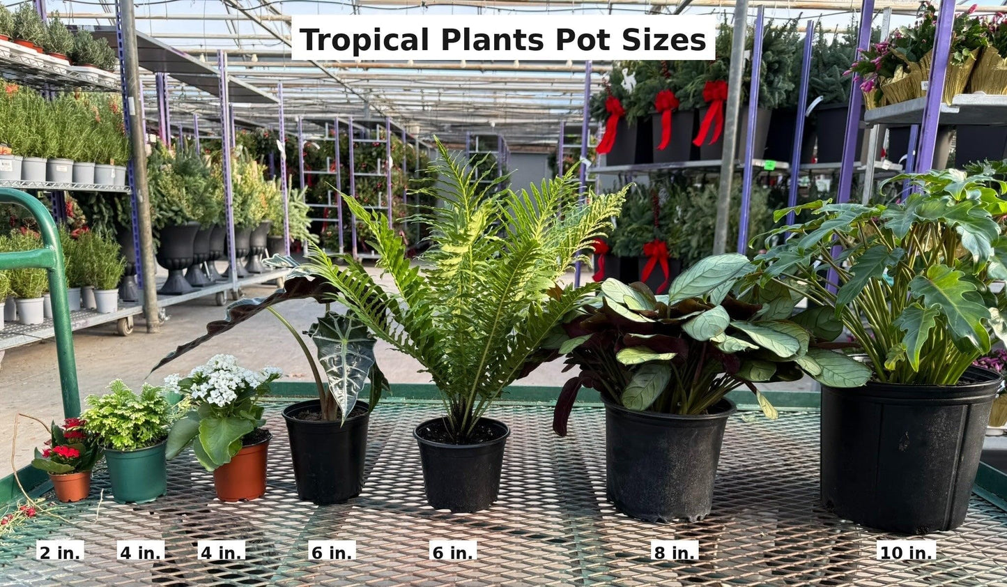 RedCrocus - RedCrocus Bay Laurel Laurus nobilis Tree | Aromatic, Evergreen, Culinary Herb for Gardens & Containers 2 Gallon