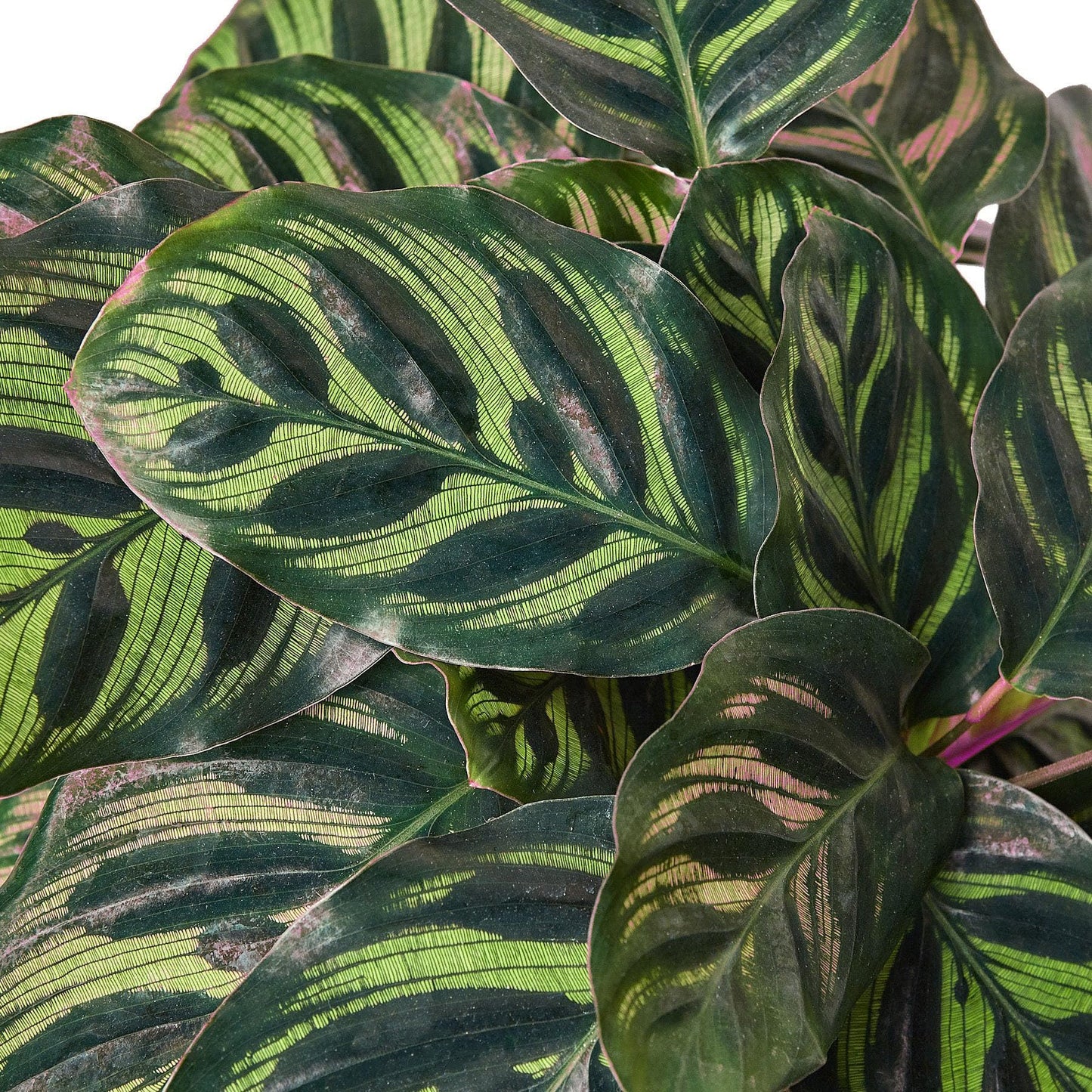 6 Pack Calathea 'Makoyana' in 4in Pot - Live Tropical Houseplant - Easy to Grow | Air Purifying | Pet Friendly | Variegated | USA Growers | The Snobby Leaf