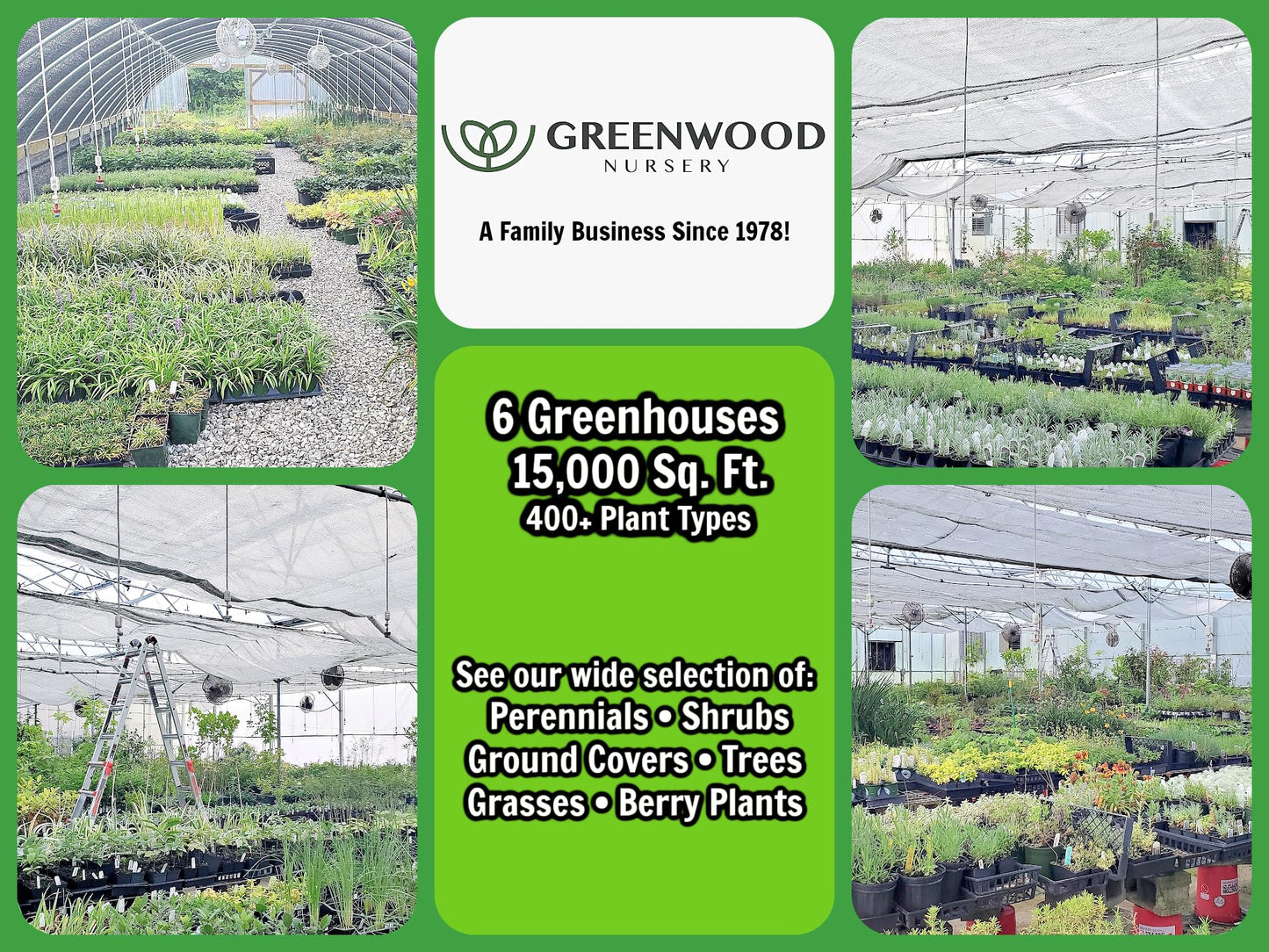 Greenwood Nursery: Live Trees - Sweetbay Magnolia + Magnolia virginiana - [Qty: 2X 2.5 Pots] - (Click for Other Available Plants/Quantities)