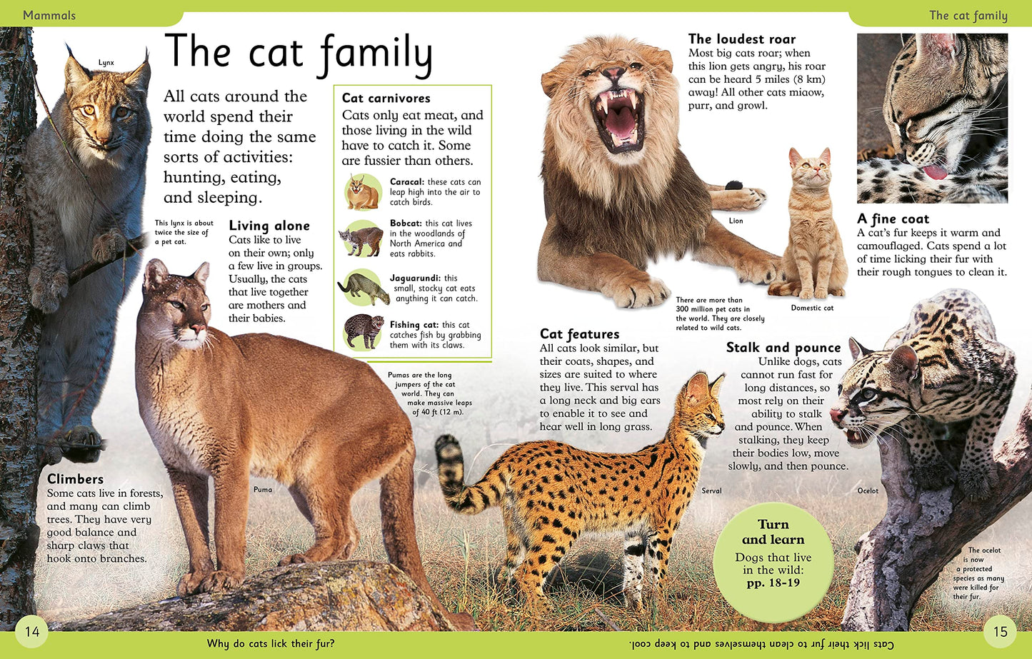 First Animal Encyclopedia: A First Reference Guide to the Animals of the World (DK First Reference)