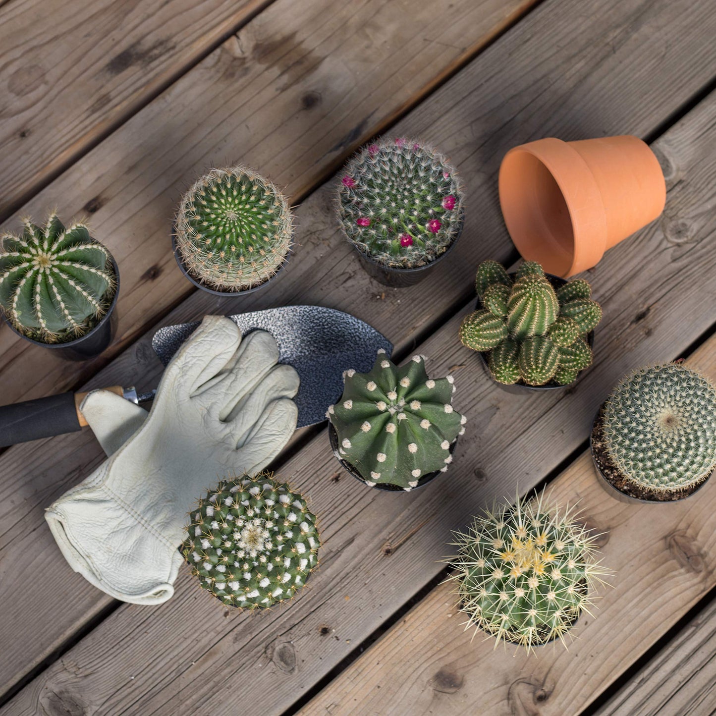 Altman Plants, Assorted Cactus Plants Live Succulents (6 Pack), Live Cactus Plant Lover Gifts, Cacti Succulents Plants Live Houseplants, Succulent Indoor Plants Live Plants in Cactus Soil Potting Mix