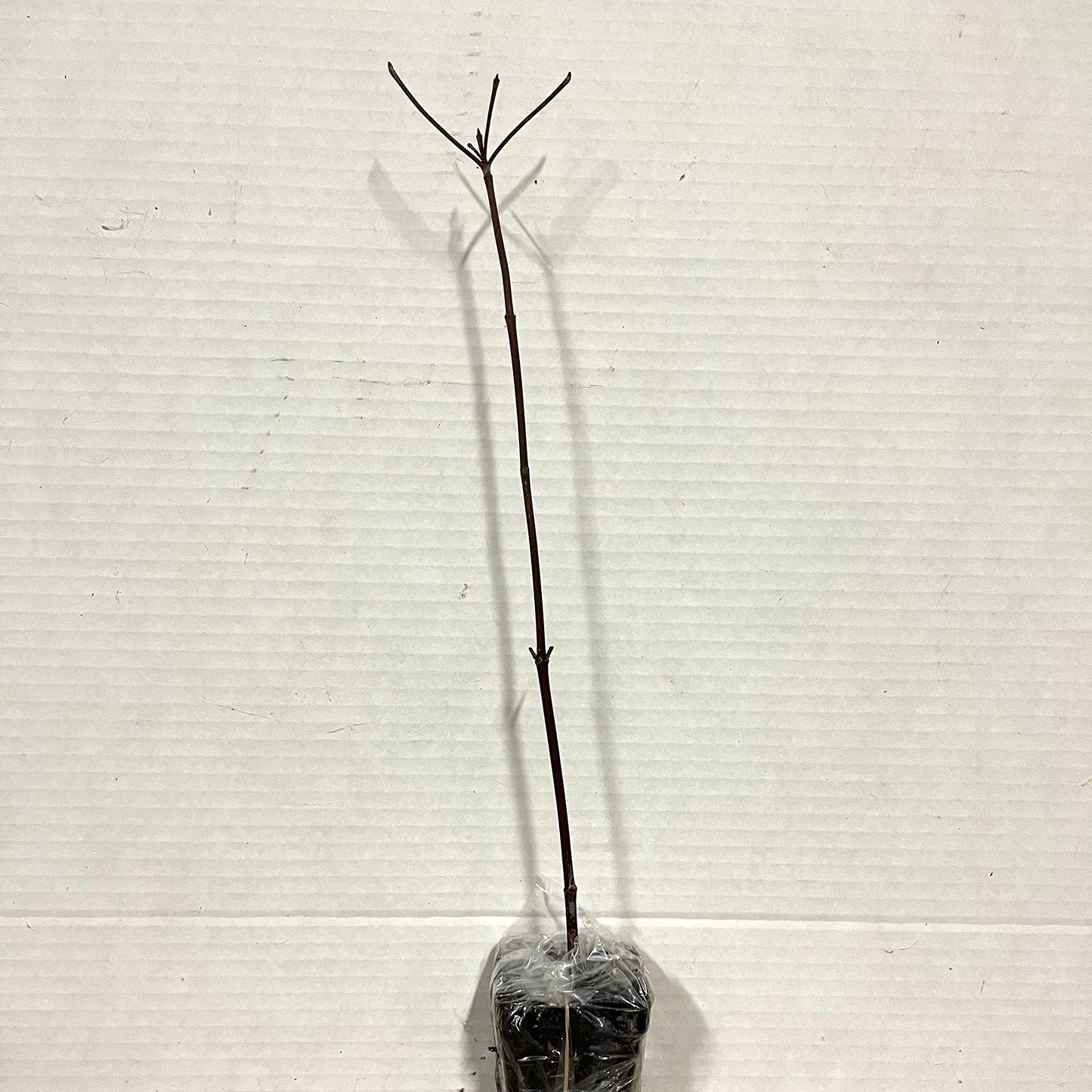 5 Red Twig Dogwood Shrubs/Bushes - (Red Osier) - 6-12" Tall Live Plants - Cornus sericea - (5 Pack)