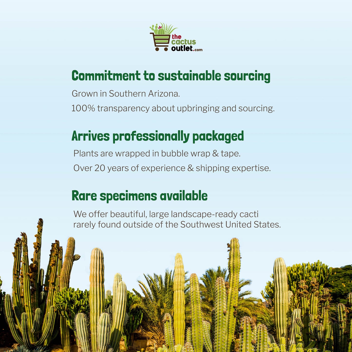 Cactus Outlet- Golden Barrel Cactus Plant - Live Cactus Plants - Barrel Cactus Plants Live - 1 Gal - Landscape Ready Barrel Cactus Plants Live Delivered Right to Your Door - Live Plants Outdoor