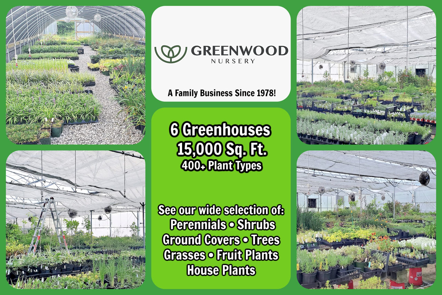 Greenwood Nursery: Live Trees - Nellie R. Stevens Holly Tree + Ilex X - [Qty: 5X 2.5 Pots] - (Click for Other Available Plants/Quantities)