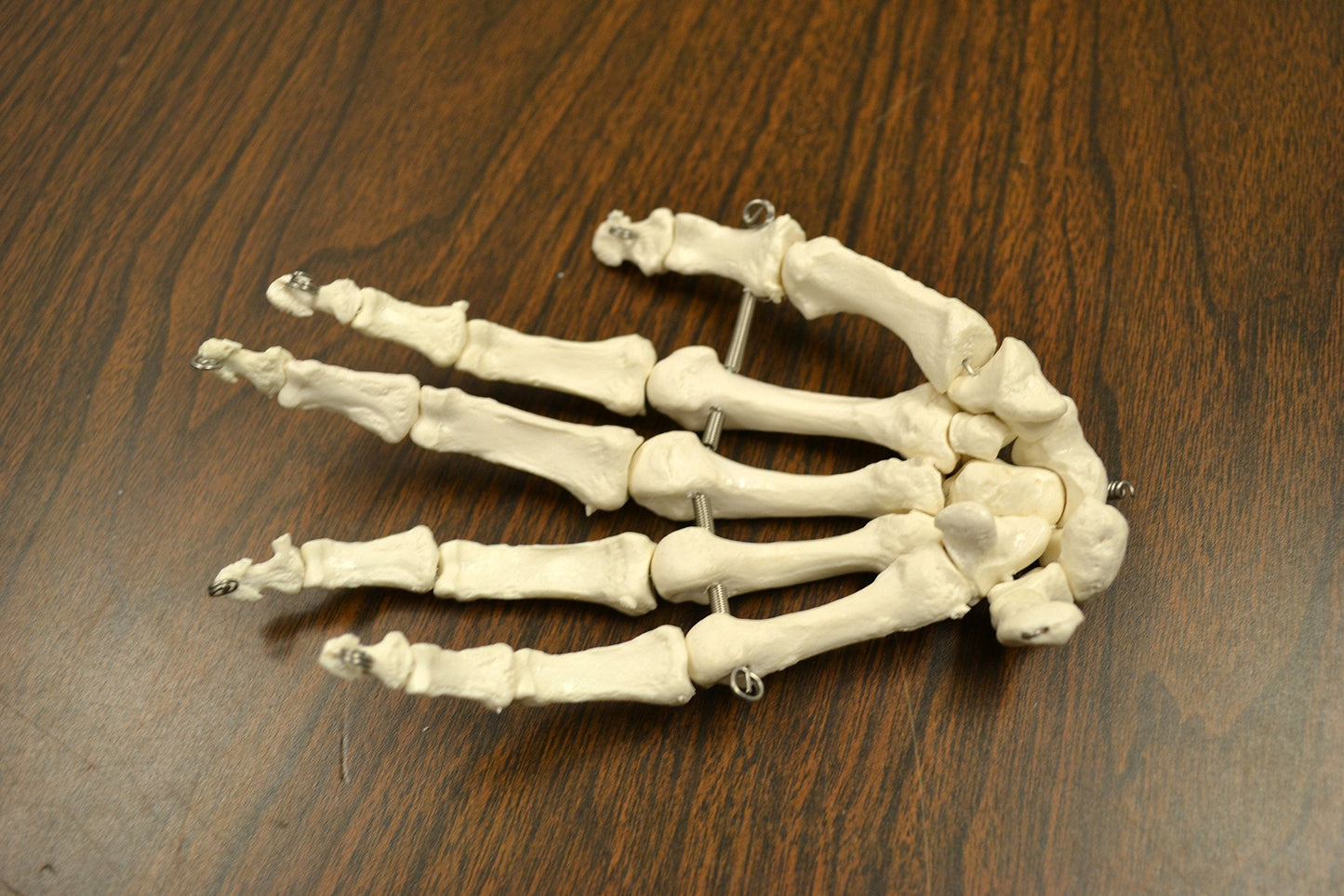 hBARSCI Disarticulated Human Skeleton Model for Anatomy, Life Size 62" High - Medical Quality, 200+ Skeletal Bones - 3 Part Skull with Movable Jaw, Articulated Hand & Foot