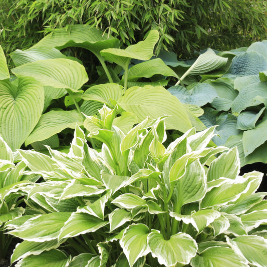 10 Pack Hosta by the Handful Variety Pack, Bareroot, Dormant, Shade Perennial (10 Bareroots)
