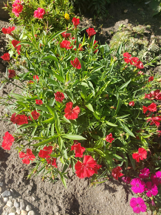 Trailing Carnation Plants, Dianthus caryophyllus, Fragrant Hardy Perennial, Cascading Habit, 2 Pack