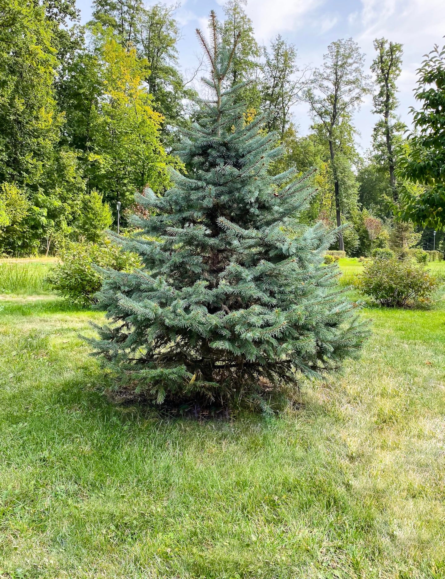 White Spruce Live Jumbo Tree Seedling Plugs | 12"-18" | Arbor Day Foundation (1-Pack)
