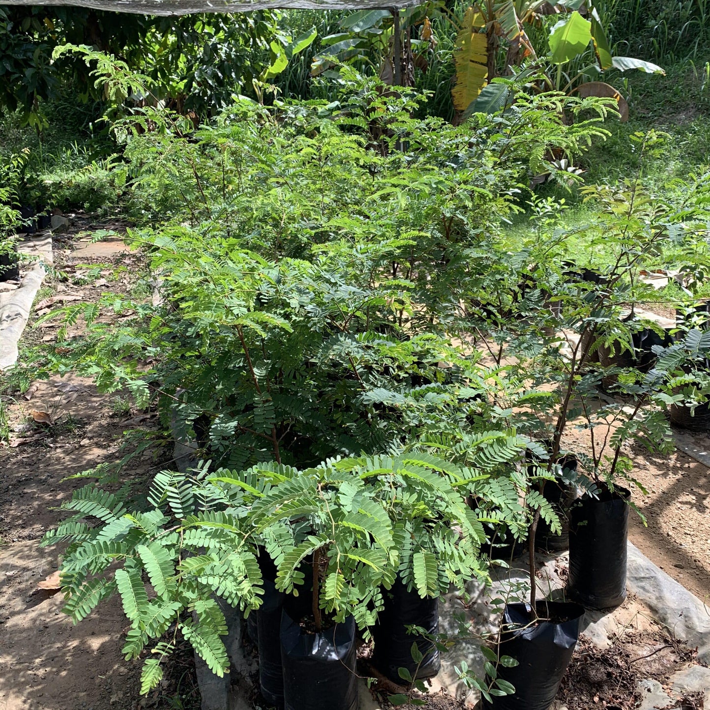 Live Plant - Sour Tamarind (tamarindus Indica) Live Fruit Tree 1-2 feet Tall