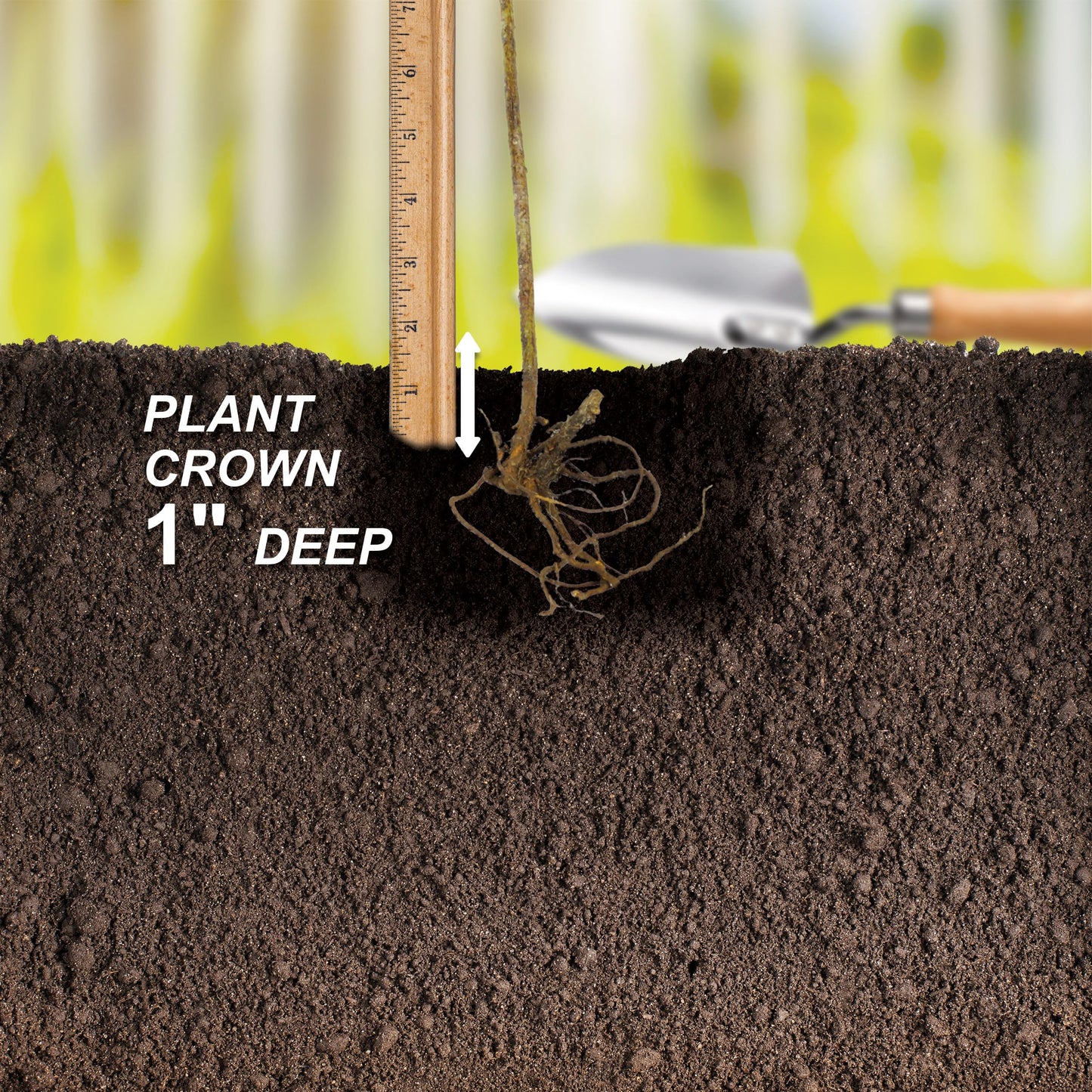 Garden State Bulb Jersey Blueberry, Bare Root, Non-GMO, Spring Planting (Bag of 2)