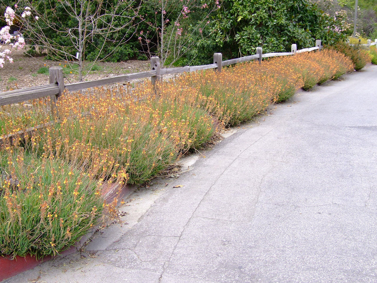 Bulbine Hallmark Orange | 2 Live Gallon Size Plants | Vibrant Orange Blossom Succulent, Live Plant, Easy-Care Perennial for Sunny Gardens, Drought-Tolerant Ground Cover