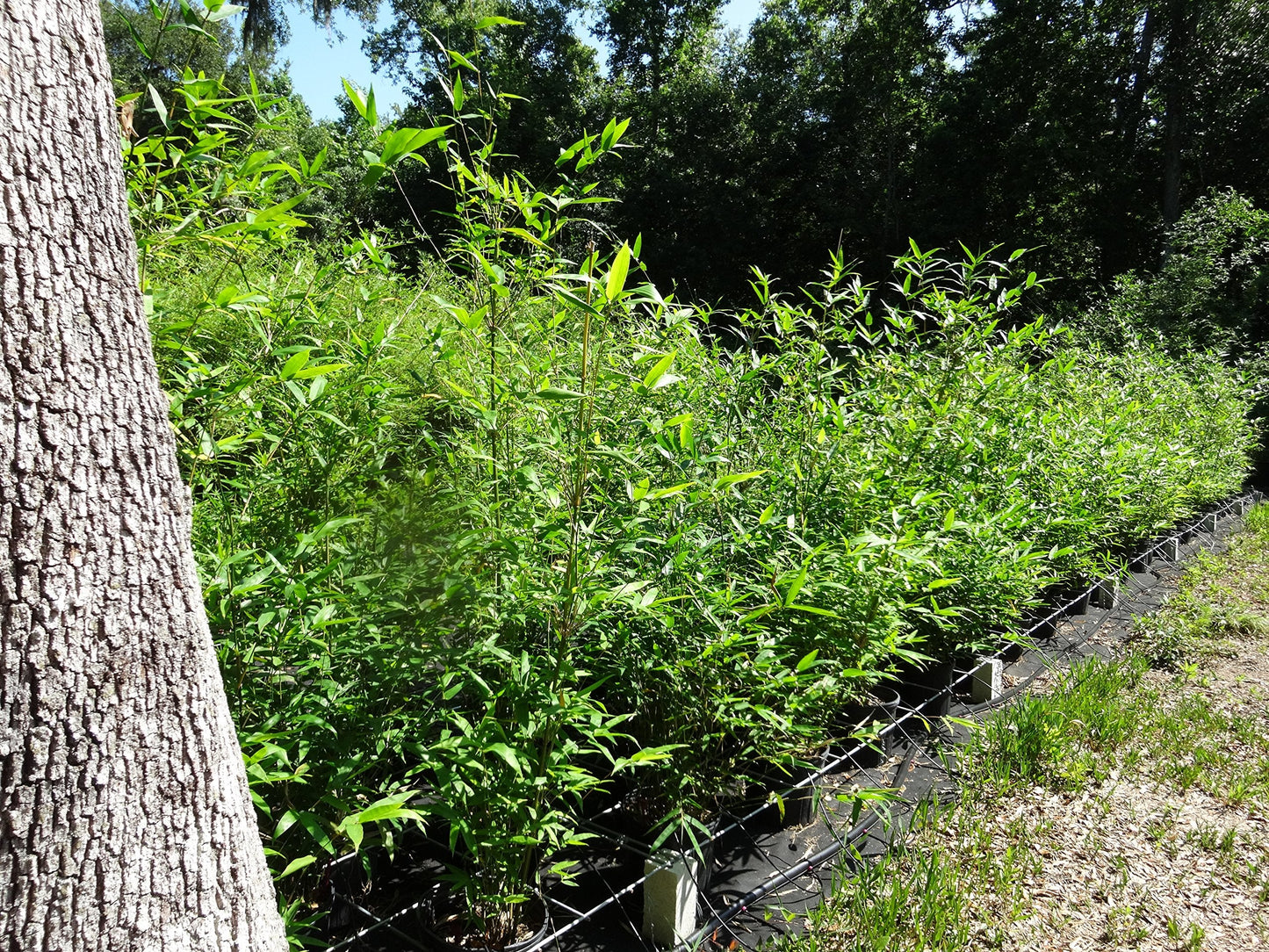 Oldhamii Giant Timber Clumping Bamboo Bambusa